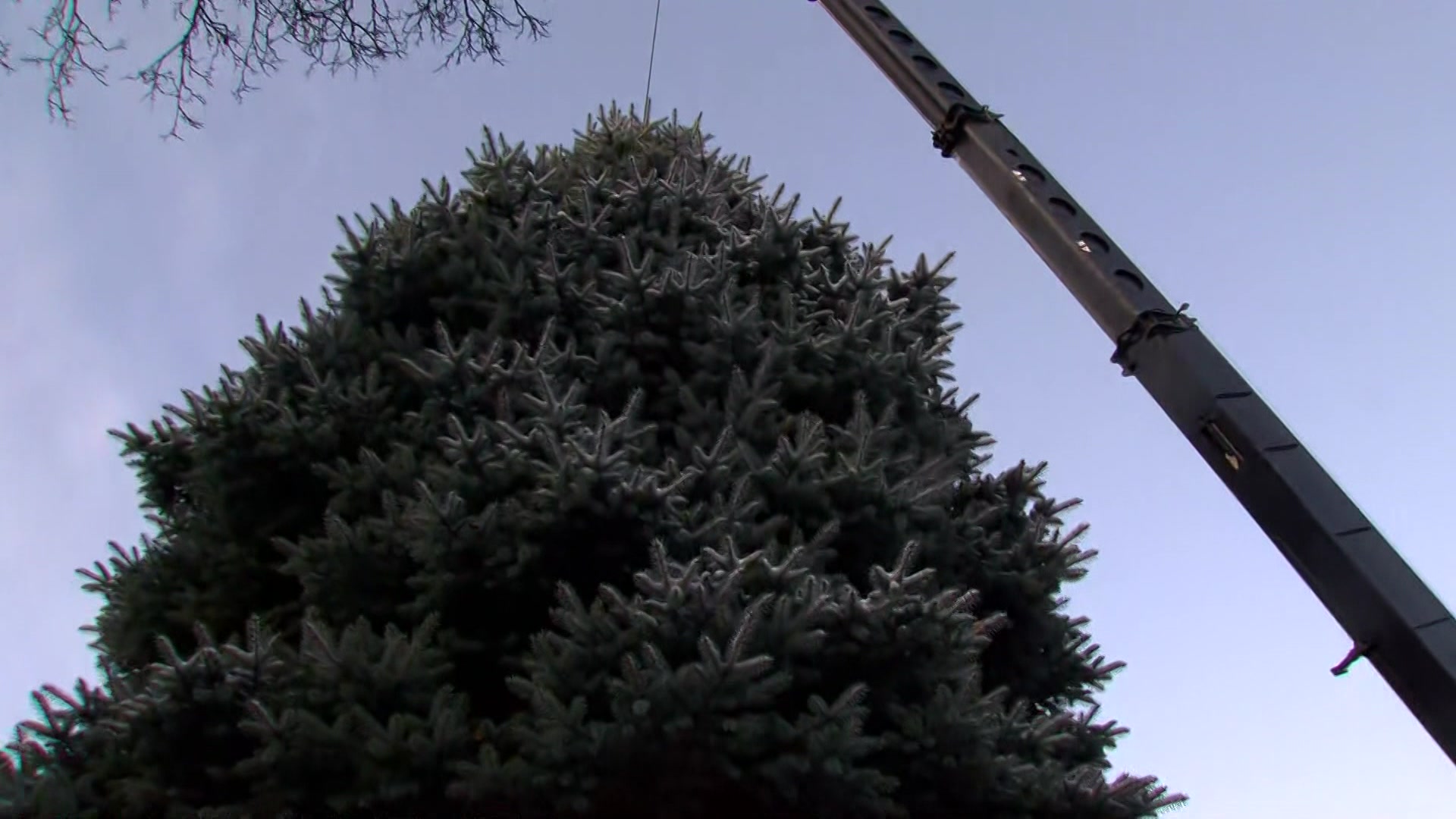 City of Milwaukee 2019 Christmas tree harvested for the holidays